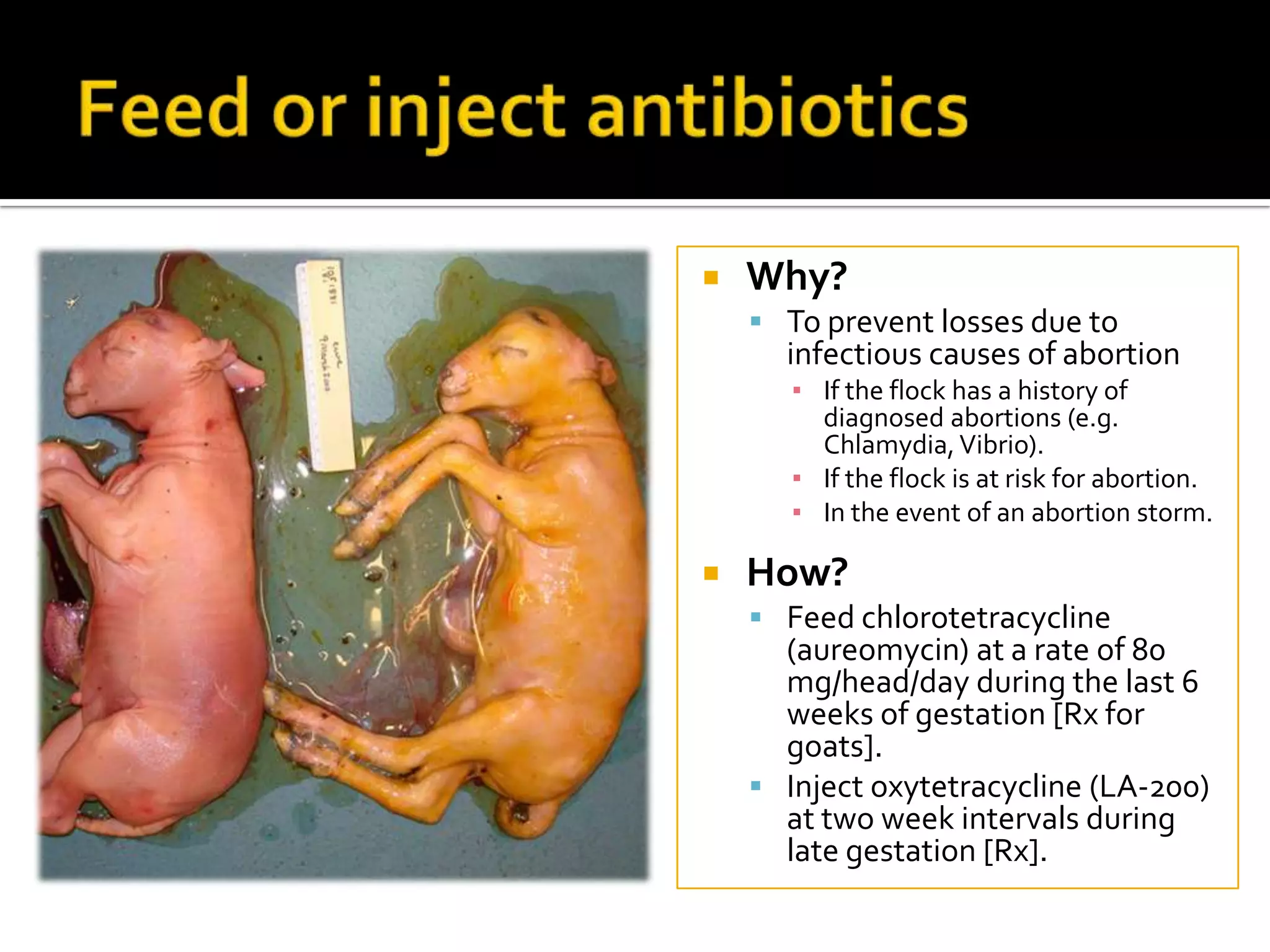 

Why?
 To prevent losses due to

infectious causes of abortion
▪ If the flock has a history of
diagnosed abortions (e.g.
Chlamydia, Vibrio).
▪ If the flock is at risk for abortion.
▪ In the event of an abortion storm.



How?
 Feed chlorotetracycline

(aureomycin) at a rate of 80
mg/head/day during the last 6
weeks of gestation [Rx for
goats].
 Inject oxytetracycline (LA-200)
at two week intervals during
late gestation [Rx].

 