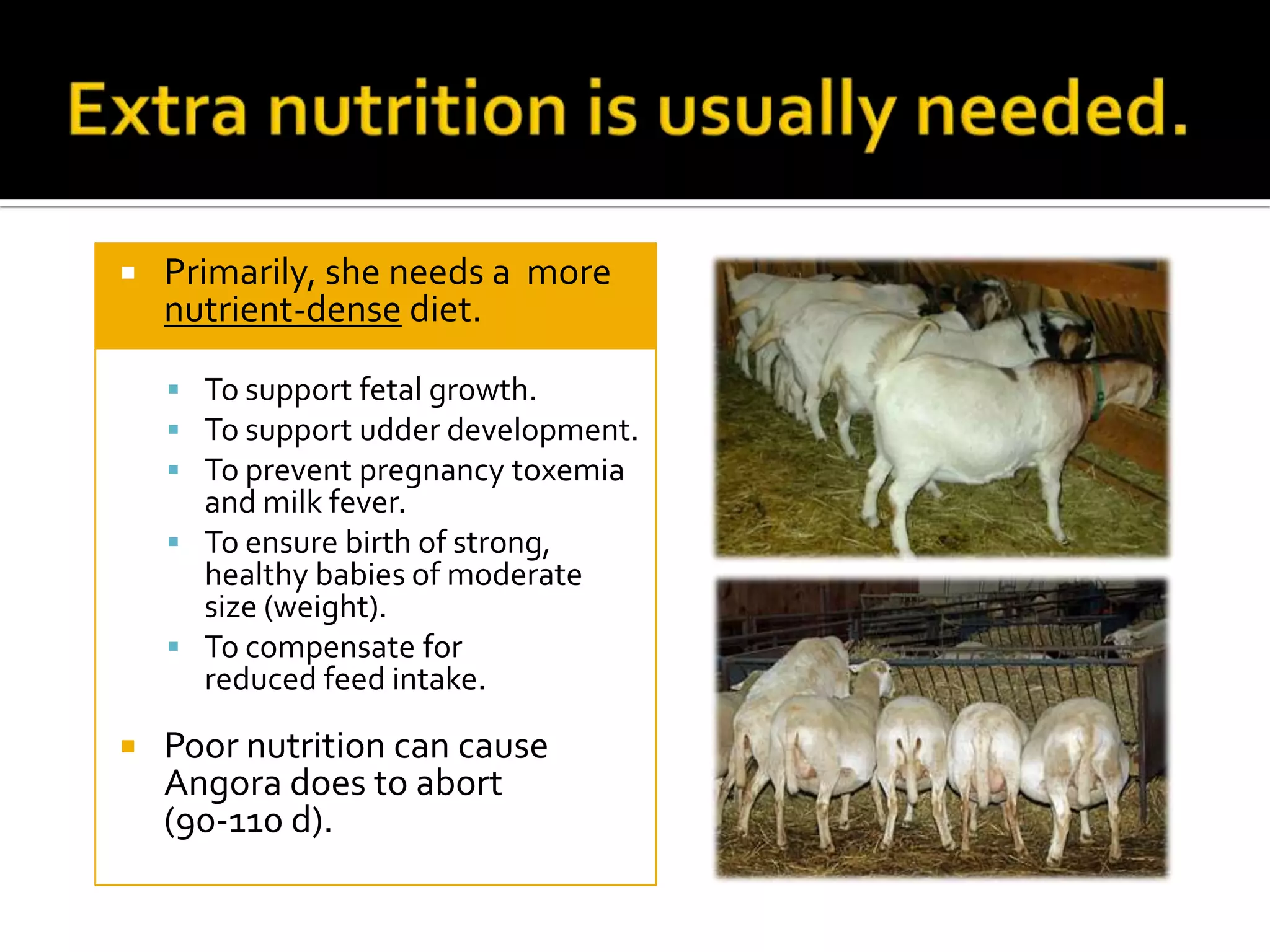

Primarily, she needs a more
nutrient-dense diet.
 To support fetal growth.
 To support udder development.
 To prevent pregnancy toxemia

and milk fever.
 To ensure birth of strong,
healthy babies of moderate
size (weight).
 To compensate for
reduced feed intake.


Poor nutrition can cause
Angora does to abort
(90-110 d).

 