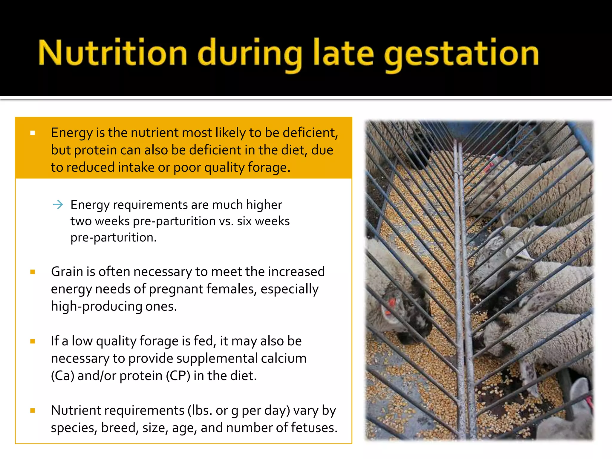

Energy is the nutrient most likely to be deficient,
but protein can also be deficient in the diet, due
to reduced intake or poor quality forage.
 Energy requirements are much higher

two weeks pre-parturition vs. six weeks
pre-parturition.


Grain is often necessary to meet the increased
energy needs of pregnant females, especially
high-producing ones.



If a low quality forage is fed, it may also be
necessary to provide supplemental calcium
(Ca) and/or protein (CP) in the diet.



Nutrient requirements (lbs. or g per day) vary by
species, breed, size, age, and number of fetuses.

 