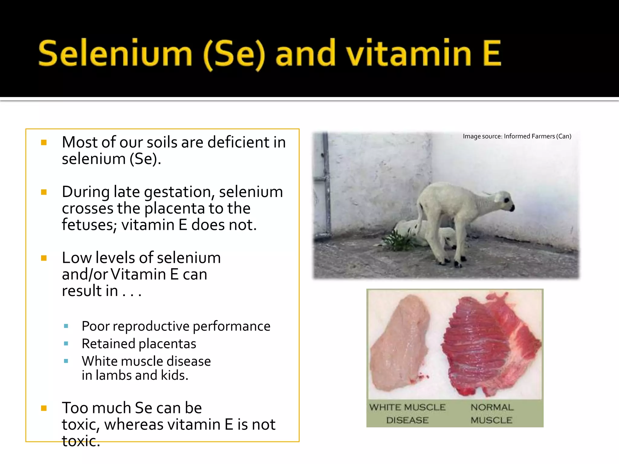 

Most of our soils are deficient in
selenium (Se).



During late gestation, selenium
crosses the placenta to the
fetuses; vitamin E does not.



Low levels of selenium
and/or Vitamin E can
result in . . .
 Poor reproductive performance
 Retained placentas
 White muscle disease

in lambs and kids.



Too much Se can be
toxic, whereas vitamin E is not
toxic.

Image source: Informed Farmers (Can)

 