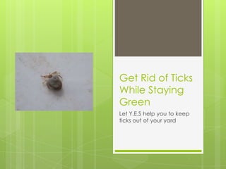 Get Rid of Ticks
While Staying
Green
Let Y.E.S help you to keep
ticks out of your yard
 