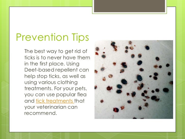 how to get a tick out of a get rid of ticks while staying green let yes help you to keep ticks how to get a tick out of a get rid of ticks while staying green let yes help you to keep ticks