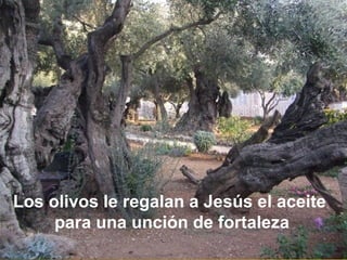 Los olivos le regalan a Jesús el aceite
para una unción de fortaleza
 