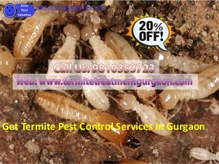Get Termite Pest Control Services in Gurgaon
 