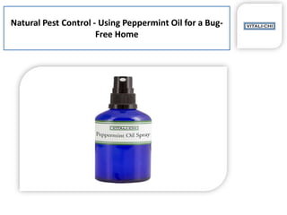 Natural Pest Control - Using Peppermint Oil for a Bug-
Free Home
 