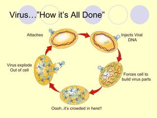 Biology EOC Review | PPTX