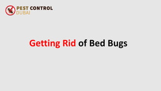 Getting Rid of Bed Bugs
 