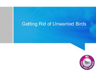 Getting Rid of Unwanted Birds
 