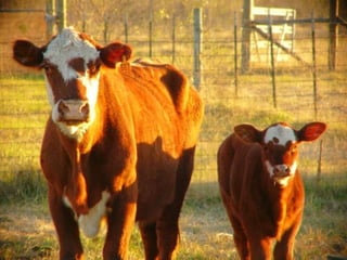 Getting aroundourcountry 