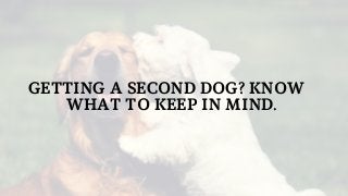 GETTING A SECOND DOG? KNOW
WHAT TO KEEP IN MIND.
 