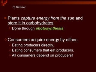  Plants capture energy from the sun and
store it in carbohydrates
Done through photosynthesis
 Consumers acquire energy by either:
 Eating producers directly.
 Eating consumers that eat producers.
 All consumers depend on producers!
To Review:
 