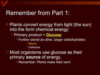 Remember from Part 1:
 Plants convert energy from light (the sun)
into the form chemical energy:
Primary product = Glucose
 Further stored as other, larger carbohydrates:
Starch
Cellulose
 Most organisms use glucose as their
primary source of energy.
 Remember: Plants make their own!
 