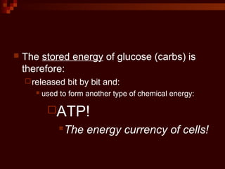  The stored energy of glucose (carbs) is
therefore:
released bit by bit and:
 used to form another type of chemical energy:
ATP!
The energy currency of cells!
 