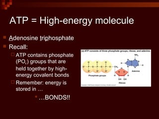 ATP = High-energy molecule
 Adenosine triphosphate
 Recall:
 ATP contains phosphate
(PO4
-
) groups that are
held together by high-
energy covalent bonds
 Remember: energy is
stored in …
 …BONDS!!
 