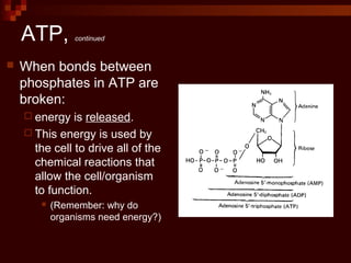 ATP, continued
 When bonds between
phosphates in ATP are
broken:
 energy is released.
 This energy is used by
the cell to drive all of the
chemical reactions that
allow the cell/organism
to function.
 (Remember: why do
organisms need energy?)
 