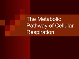 The Metabolic
Pathway of Cellular
Respiration
 