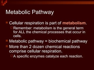 Metabolic Pathway
 Cellular respiration is part of metabolism.
Remember: metabolism is the general term
for ALL the chemical processes that occur in
cells.
 Metabolic pathway = biochemical pathway
 More than 2 dozen chemical reactions
comprise cellular respiration.
A specific enzymes catalyze each reaction.
 