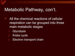 Metabolic Pathway, con’t.
 All the chemical reactions of cellular
respiration can be grouped into three
main metabolic stages
1. Glycolysis
2. Krebs cycle
3. Electron transport chain
 
