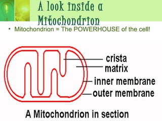 A look inside a
Mitochondrion
• Mitochondrion = The POWERHOUSE of the cell!
 