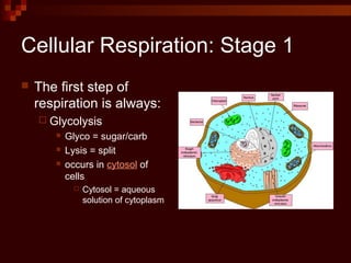 Cellular Respiration: Stage 1
 The first step of
respiration is always:
 Glycolysis
 Glyco = sugar/carb
 Lysis = split
 occurs in cytosol of
cells
 Cytosol = aqueous
solution of cytoplasm
 