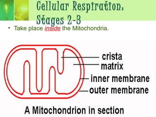 Cellular Respiration:
Stages 2-3
• Take place inside the Mitochondria.
 