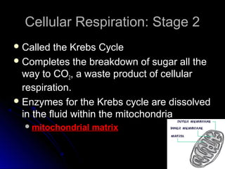 Cellular Respiration: Stage 2Cellular Respiration: Stage 2
 Called the Krebs CycleCalled the Krebs Cycle
 Completes the breakdown of sugar all theCompletes the breakdown of sugar all the
way to COway to CO22, a waste product of cellular, a waste product of cellular
respiration.respiration.
 Enzymes for the Krebs cycle are dissolvedEnzymes for the Krebs cycle are dissolved
in the fluid within the mitochondriain the fluid within the mitochondria
mitochondrial matrixmitochondrial matrix
 