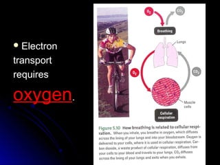  ElectronElectron
transporttransport
requiresrequires
oxygenoxygen..
 
