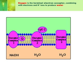 Oxygen is the terminal electron acceptor, combining
with electrons and H+
ions to produce water
 