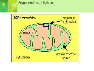 Proton gradient is built up.
 