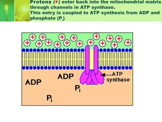 Protons (+) enter back into the mitochondrial matrix
through channels in ATP synthase.
This entry is coupled to ATP synthesis from ADP and
phosphate (Pi
)
 