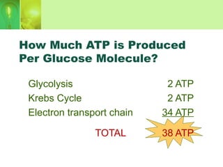 How Much ATP is Produced
Per Glucose Molecule?
Glycolysis 2 ATP
Krebs Cycle 2 ATP
Electron transport chain 34 ATP
TOTAL 38 ATP
 