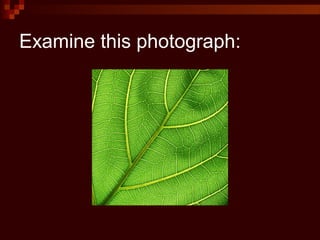 Examine this photograph:
 