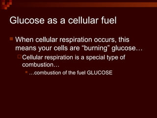 Glucose as a cellular fuel
 When cellular respiration occurs, this
means your cells are “burning” glucose…
Cellular respiration is a special type of
combustion…
 …combustion of the fuel GLUCOSE
 