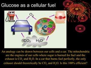 An analogy can be drawn between our cells and a car. The mitochondria
are the engines of our cells where sugar is burned for fuel and the
exhaust is CO2
and H2
O. In a car that burns fuel perfectly, the only
exhaust should theoretically be CO2
and H2
O. Is this 100% efficient?
Glucose as a cellular fuel
 