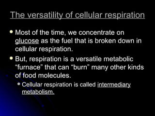 The versatility of cellular respirationThe versatility of cellular respiration
 Most of the time, we concentrate onMost of the time, we concentrate on
glucoseglucose as the fuel that is broken down inas the fuel that is broken down in
cellular respiration.cellular respiration.
 But, respiration is a versatile metabolicBut, respiration is a versatile metabolic
“furnace” that can “burn” many other kinds“furnace” that can “burn” many other kinds
of food molecules.of food molecules.
Cellular respiration is calledCellular respiration is called intermediaryintermediary
metabolism.metabolism.
 