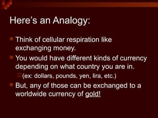 Here’s an Analogy:
 Think of cellular respiration like
exchanging money.
 You would have different kinds of currency
depending on what country you are in.
(ex: dollars, pounds, yen, lira, etc.)
 But, any of those can be exchanged to a
worldwide currency of gold!
 