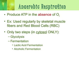 Anaerobic Respiration
• Produce ATP in the absence of O2
• Ex: Used regularly by skeletal muscle
fibers and Red Blood Cells (RBC)
• Only two steps (in cytosol ONLY):
– Glycolysis
– Fermentation
• Lactic Acid Fermentation
• Alcoholic Fermentation
 