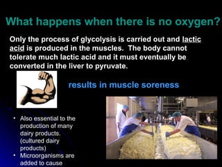 What happens when there is no oxygen?What happens when there is no oxygen?
Only the process of glycolysis is carried out and lactic
acid is produced in the muscles. The body cannot
tolerate much lactic acid and it must eventually be
converted in the liver to pyruvate.
results in muscle soreness
• Also essential to the
production of many
dairy products.
(cultured dairy
products)
• Microorganisms are
added to cause
 