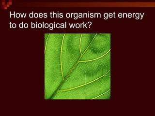 How does this organism get energy
to do biological work?
 