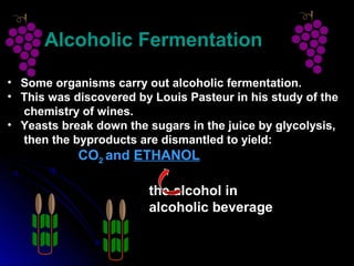Alcoholic FermentationAlcoholic Fermentation
• Some organisms carry out alcoholic fermentation.
• This was discovered by Louis Pasteur in his study of the
chemistry of wines.
• Yeasts break down the sugars in the juice by glycolysis,
then the byproducts are dismantled to yield:
CO2 and ETHANOL
the alcohol in
alcoholic beverage
 