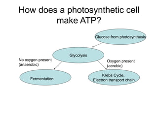 How does a photosynthetic cell
make ATP?
Glycolysis
Glucose from photosynthesis
Krebs Cycle,
Electron transport chainFermentation
No oxygen present
(anaerobic)
Oxygen present
(aerobic)
 