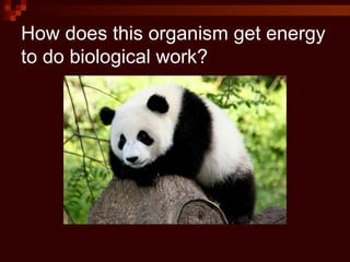 How does this organism get energy
to do biological work?
 