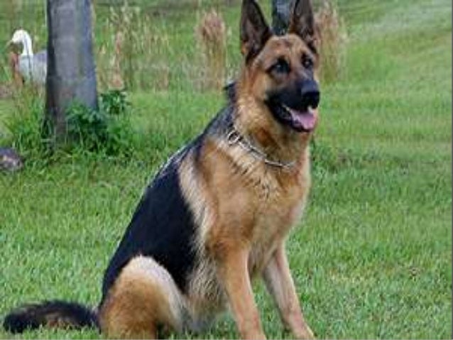 how to care for a german shepherd puppy getting german shepherd puppies with pink paper the best companion to how to care for a german shepherd puppy getting german shepherd puppies with pink paper the best companion to