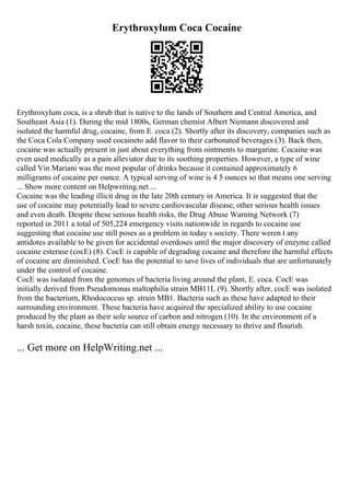 Erythroxylum Coca Cocaine
Erythroxylum coca, is a shrub that is native to the lands of Southern and Central America, and
Southeast Asia (1). During the mid 1800s, German chemist Albert Niemann discovered and
isolated the harmful drug, cocaine, from E. coca (2). Shortly after its discovery, companies such as
the Coca Cola Company used cocaineto add flavor to their carbonated beverages (3). Back then,
cocaine was actually present in just about everything from ointments to margarine. Cocaine was
even used medically as a pain alleviator due to its soothing properties. However, a type of wine
called Vin Mariani was the most popular of drinks because it contained approximately 6
milligrams of cocaine per ounce. A typical serving of wine is 4 5 ounces so that means one serving
... Show more content on Helpwriting.net ...
Cocaine was the leading illicit drug in the late 20th century in America. It is suggested that the
use of cocaine may potentially lead to severe cardiovascular disease, other serious health issues
and even death. Despite these serious health risks, the Drug Abuse Warning Network (7)
reported in 2011 a total of 505,224 emergency visits nationwide in regards to cocaine use
suggesting that cocaine use still poses as a problem in today s society. There weren t any
antidotes available to be given for accidental overdoses until the major discovery of enzyme called
cocaine esterase (cocE) (8). CocE is capable of degrading cocaine and therefore the harmful effects
of cocaine are diminished. CocE has the potential to save lives of individuals that are unfortunately
under the control of cocaine.
CocE was isolated from the genomes of bacteria living around the plant, E. coca. CocE was
initially derived from Pseudomonas maltophilia strain MB11L (9). Shortly after, cocE was isolated
from the bacterium, Rhodococcus sp. strain MB1. Bacteria such as these have adapted to their
surrounding environment. These bacteria have acquired the specialized ability to use cocaine
produced by the plant as their sole source of carbon and nitrogen (10). In the environment of a
harsh toxin, cocaine, these bacteria can still obtain energy necessary to thrive and flourish.
... Get more on HelpWriting.net ...
 