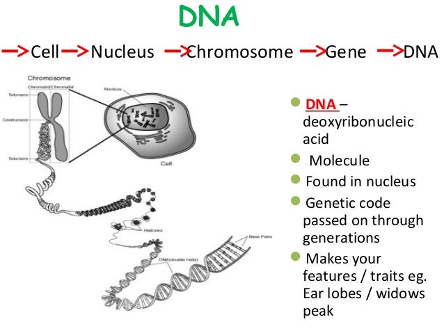 Getting into genes slideshare copy
