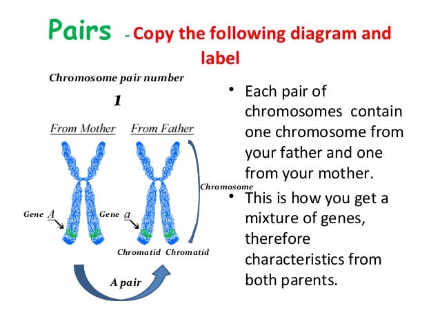 Chromosome labelling