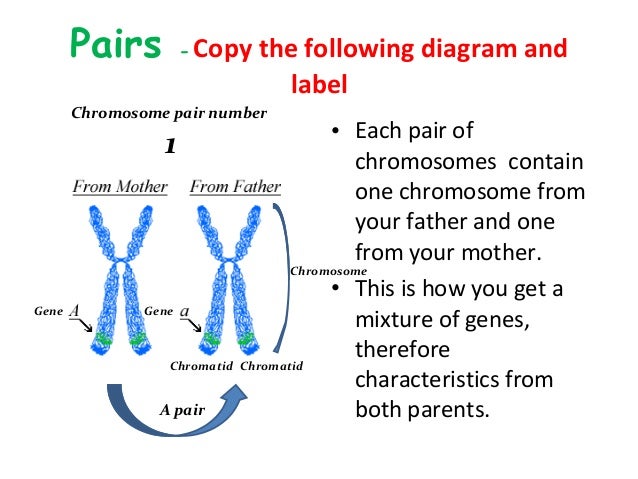 Getting into genes slideshare copy