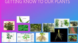 GETTING KNOW TO OUR PLANTS
 