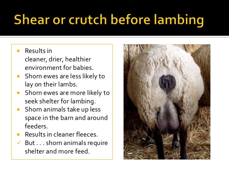 Getting ready for lambing and kidding (2011)