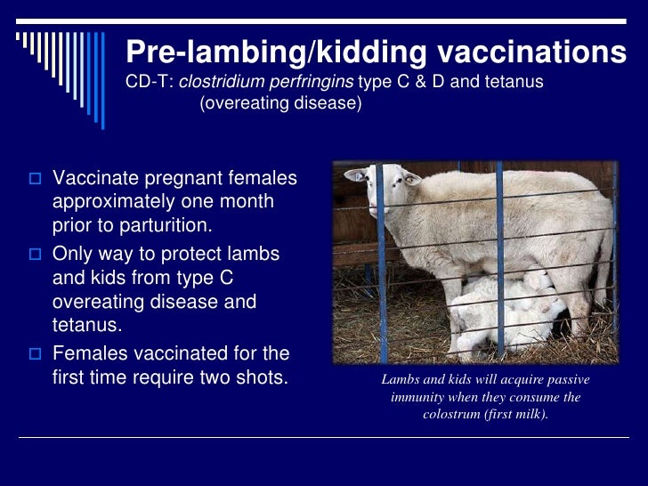 Getting Ready For Lambing And Kidding